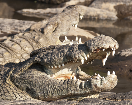 crocodile masai mara